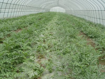 點(diǎn)擊查看詳細(xì)信息<br>標(biāo)題：西瓜專(zhuān)用膜使用案例 閱讀次數(shù)：15253