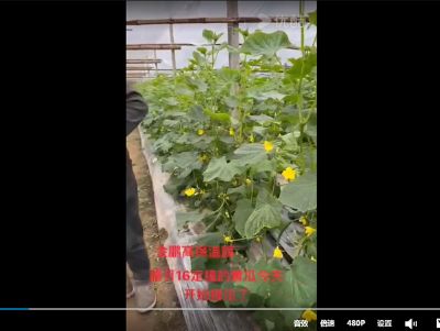 點擊查看詳細(xì)信息<br>標(biāo)題：金鵬高保溫膜，臘月16定頂?shù)狞S瓜開始采摘了 閱讀次數(shù)：2326